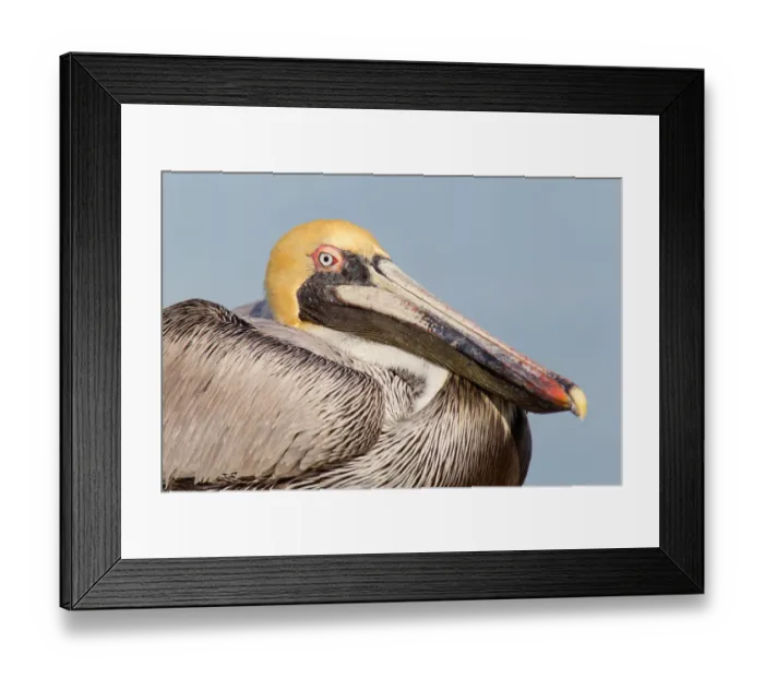 Framed Print : Brown Pelican (Pelecanus occidentalis), Florida, USA Framed Print : Brown Pelican (Pelecanus occidentalis), Florida, USA