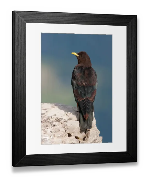 Framed Print : Alpine Chough (Pyrrhocorax graculus), Bavaria, Germany Framed Print : Alpine Chough (Pyrrhocorax graculus), Bavaria, Germany