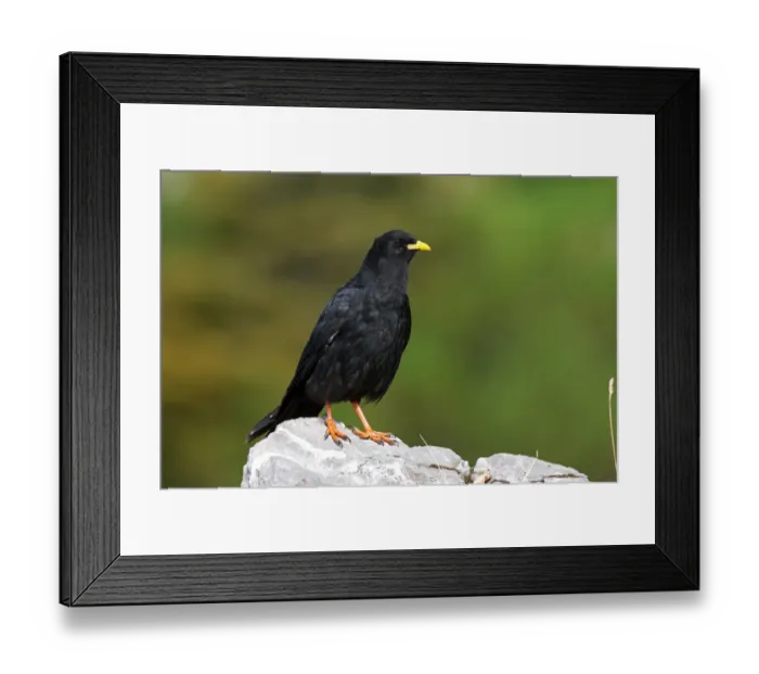 Framed Print : Alpine Chough (Pyrrhocorax graculus), Bavaria, Germany Framed Print : Alpine Chough (Pyrrhocorax graculus), Bavaria, Germany