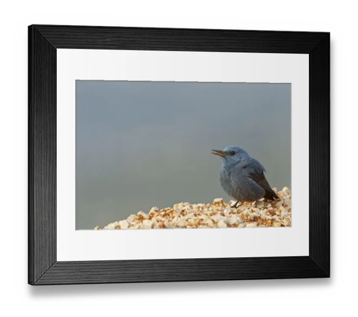Framed Print : Blue Rock Thrush (Monticola solitarius) male, Turkey Framed Print : Blue Rock Thrush (Monticola solitarius) male, Turkey