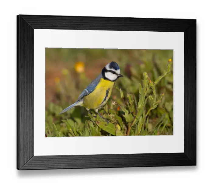 Framed Print : African Blue Tit (Cyanistes teneriffae), Canary Islands, Spain