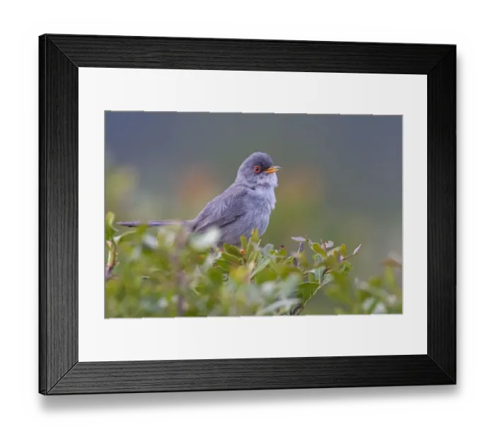 Framed Print : Balearic Warbler (Sylvia balearica) Framed Print : Balearic Warbler (Sylvia balearica)
