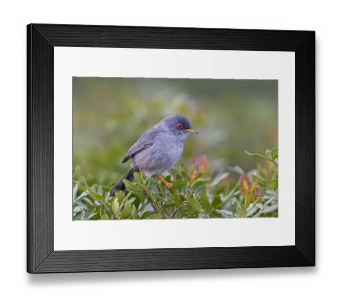 Framed Print : Balearic Warbler (Sylvia balearica) Framed Print : Balearic Warbler (Sylvia balearica)