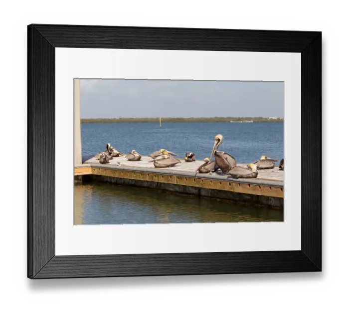 Framed Print : Brown Pelican (Pelecanus occidentalis), Florida, USA Framed Print : Brown Pelican (Pelecanus occidentalis), Florida, USA