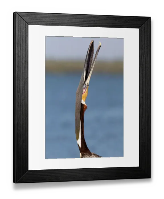 Framed Print : Brown Pelican (Pelecanus occidentalis), Florida, USA Framed Print : Brown Pelican (Pelecanus occidentalis), Florida, USA