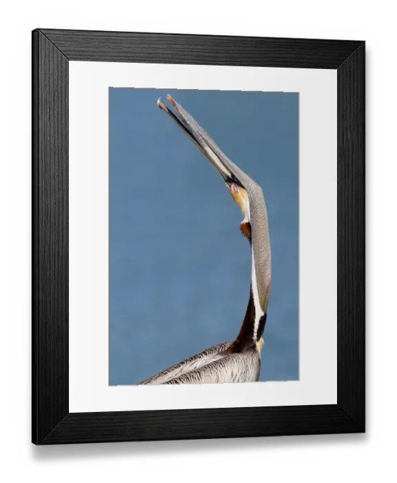 Framed Print : Brown Pelican (Pelecanus occidentalis), Florida, USA Framed Print : Brown Pelican (Pelecanus occidentalis), Florida, USA