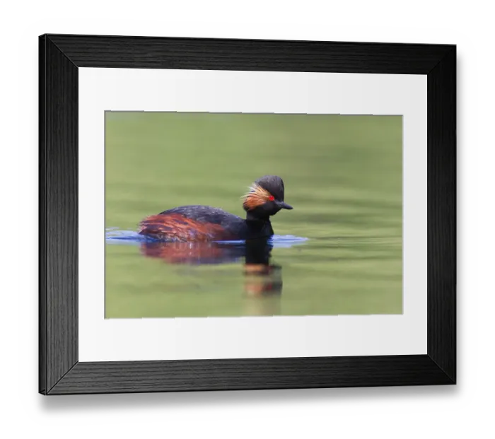 Framed Print : Black-necked Grebe (Podiceps nigricollis), Bavaria, Germany