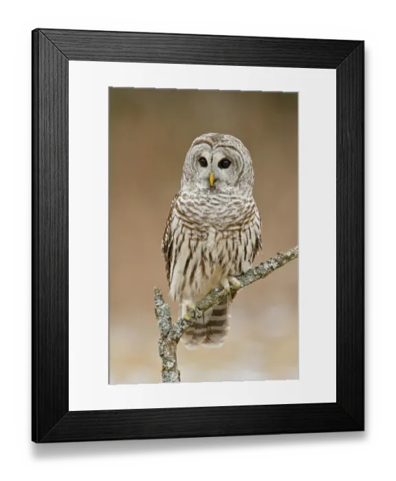 Framed Print : Barred Owl (Strix varia), Ontario, Canada Framed Print : Barred Owl (Strix varia), Ontario, Canada