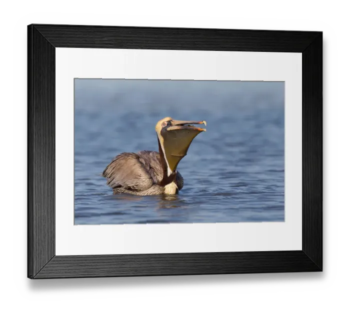 Framed Print : Brown Pelican (Pelecanus occidentalis), Florida, USA Framed Print : Brown Pelican (Pelecanus occidentalis), Florida, USA