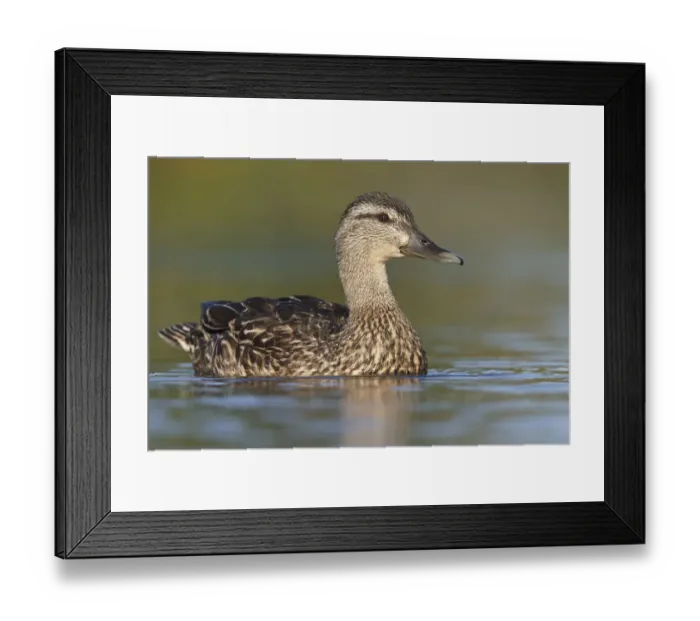 Framed Print : American Black Duck (Anas rubripes), Newfoundland, Canada Framed Print : American Black Duck (Anas rubripes), Newfoundland, Canada