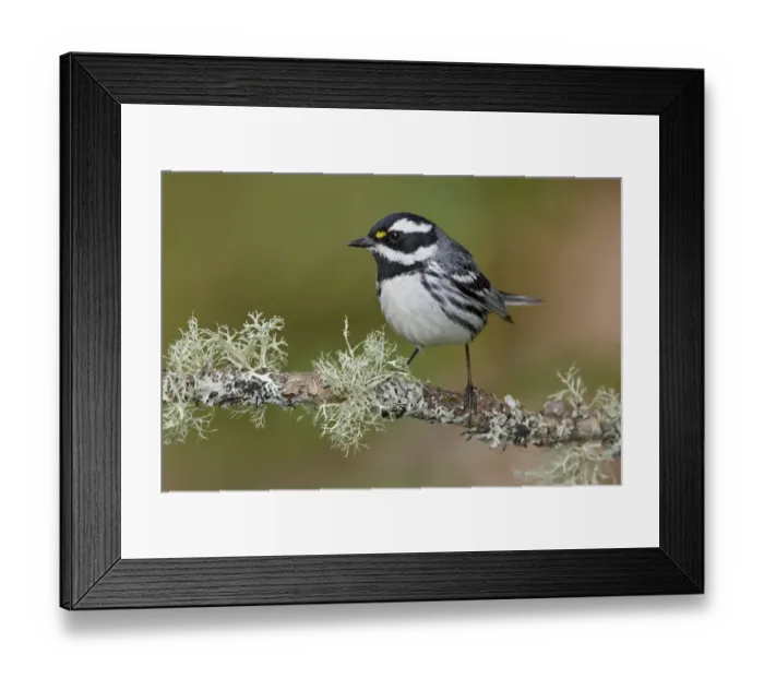 Framed Print : Black-throated Grey Warbler (Setophaga nigrescens), British Columbia, Canada Framed Print : Black-throated Grey Warbler (Setophaga nigrescens), British Columbia, Canada