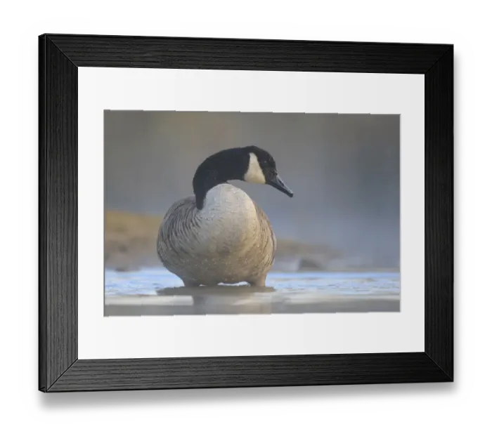 Framed Print : Canada Goose (Branta canadensis), North Rhine-Westphalia, Germany Framed Print : Canada Goose (Branta canadensis), North Rhine-Westphalia, Germany