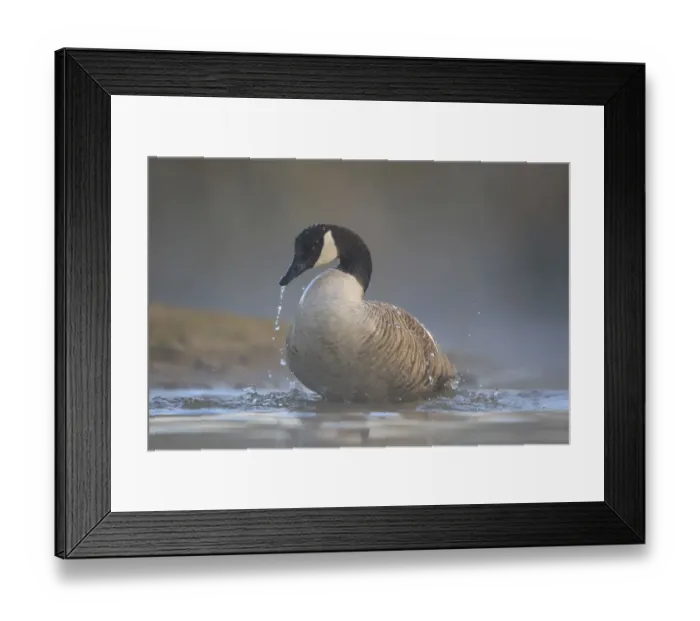 Framed Print : Canada Goose (Branta canadensis) bathing, North Rhine-Westphalia, Germany Framed Print : Canada Goose (Branta canadensis) bathing, North Rhine-Westphalia, Germany