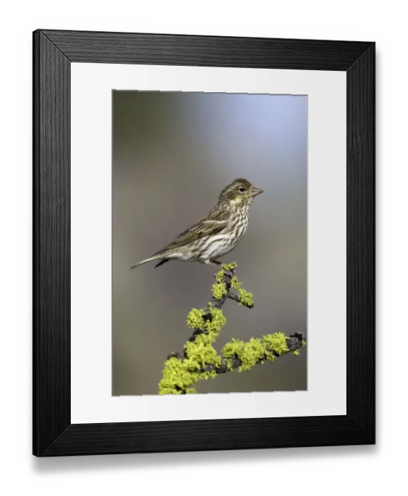Framed Print : Cassins Finch (Haemorhous cassinii) female, Oregon, USA Framed Print : Cassins Finch (Haemorhous cassinii) female, Oregon, USA