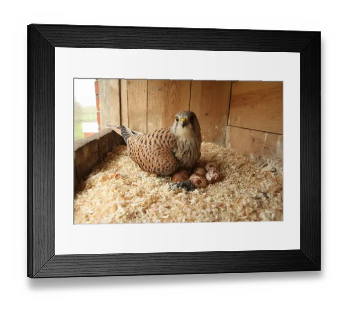 Framed Print : Common Kestrel (Falco tinnunculus) female at eggs, Lower Saxony, Germany Framed Print : Common Kestrel (Falco tinnunculus) female at eggs, Lower Saxony, Germany