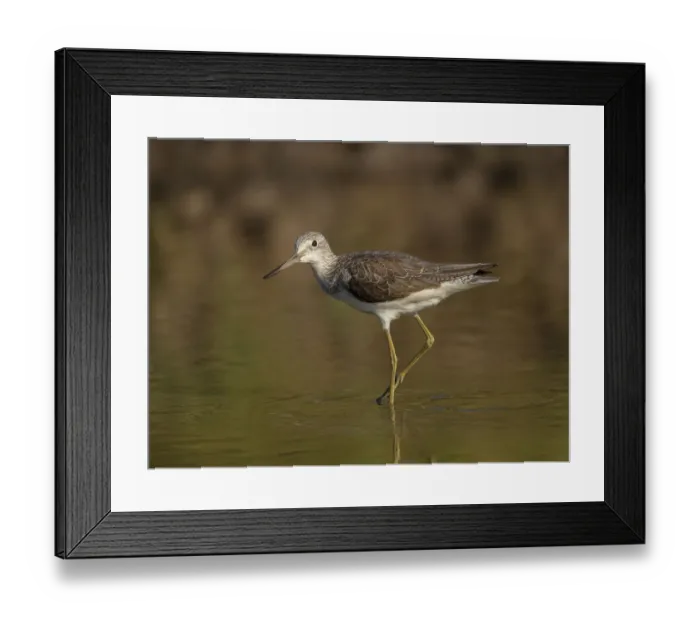 Framed Print : Common Greenshank (Tringa nebularia) foraging, Gambia Framed Print : Common Greenshank (Tringa nebularia) foraging, Gambia
