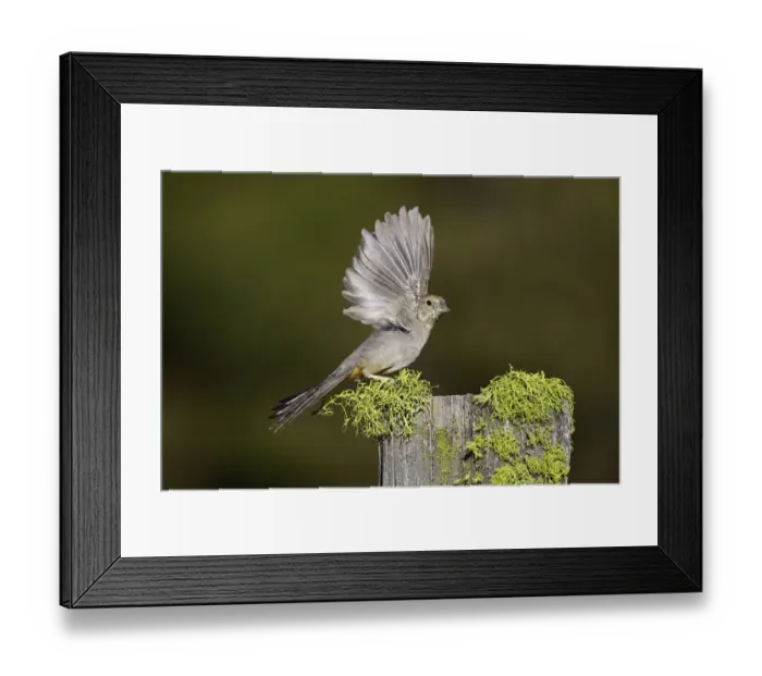 Framed Print : Canyon Towhee (Melozone fusca) wings up ready to fly, Arizona, USA Framed Print : Canyon Towhee (Melozone fusca) wings up ready to fly, Arizona, USA