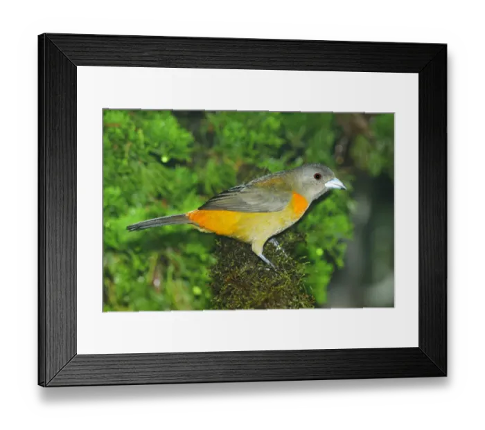Framed Print : Cherries Tanager (Ramphocelus costaricensis) female, Puntarenas, Costa Rica Framed Print : Cherries Tanager (Ramphocelus costaricensis) female, Puntarenas, Costa Rica