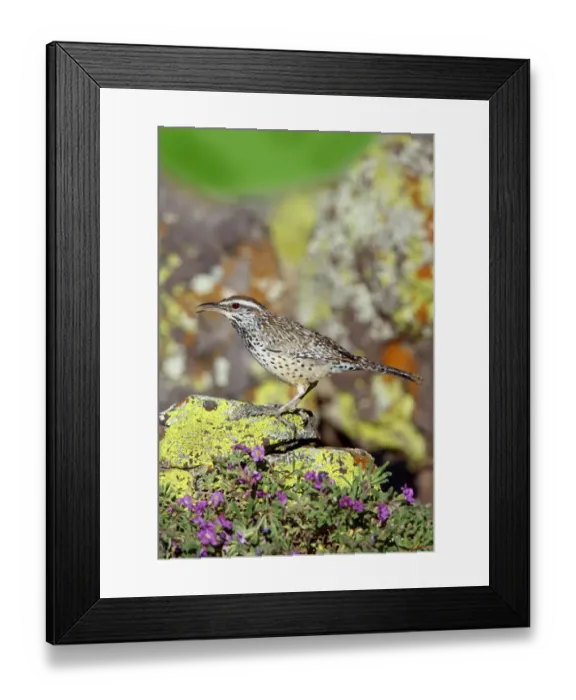 Framed Print : Cactus Wren (Campylorhynchus brunneicapillus) singing, Arizona, USA Framed Print : Cactus Wren (Campylorhynchus brunneicapillus) singing, Arizona, USA