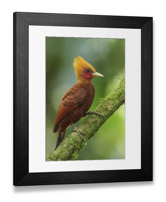 Framed Print : Chestnut-colored Woodpecker (Celeus castaneus) male, Costa Rica Framed Print : Chestnut-colored Woodpecker (Celeus castaneus) male, Costa Rica