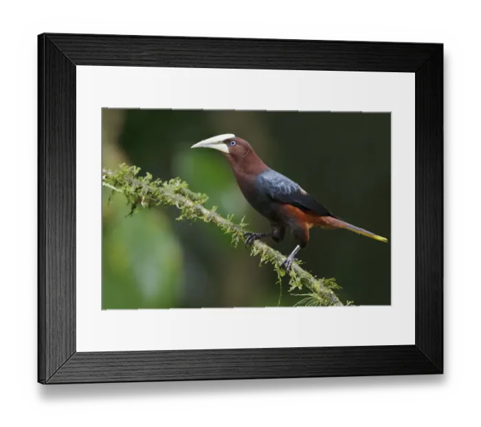 Framed Print : Chestnut-headed Oropendola (Psarocolius wagleri), Costa Rica Framed Print : Chestnut-headed Oropendola (Psarocolius wagleri), Costa Rica