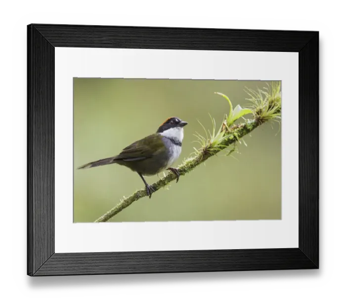 Framed Print : Chestnut-capped Brushfinch (Arremon brunneinucha), Costa Rica Framed Print : Chestnut-capped Brushfinch (Arremon brunneinucha), Costa Rica