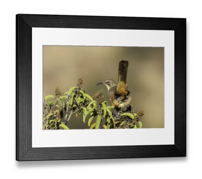 Framed Print : California Thrasher (Toxostoma redivivum), California, USA Framed Print : California Thrasher (Toxostoma redivivum), California, USA