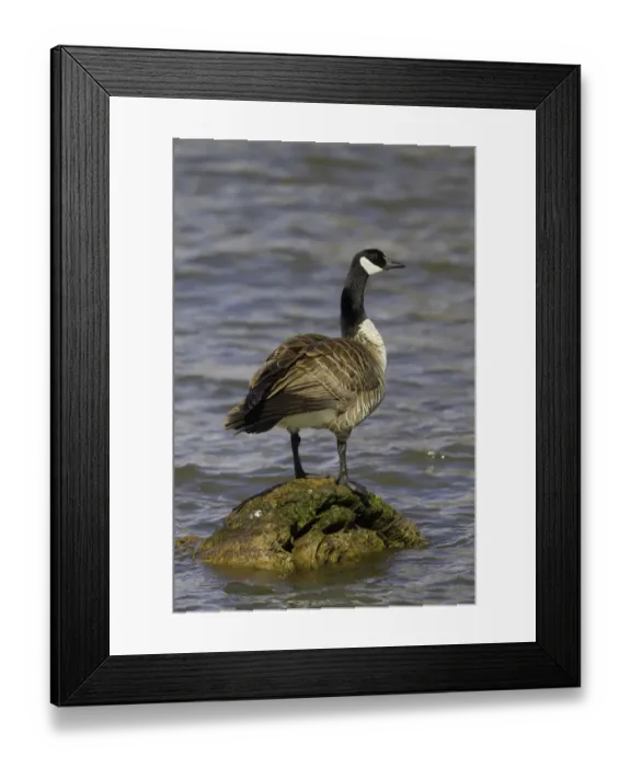 Framed Print : Canada Goose (Branta canadensis), Oregon, USA