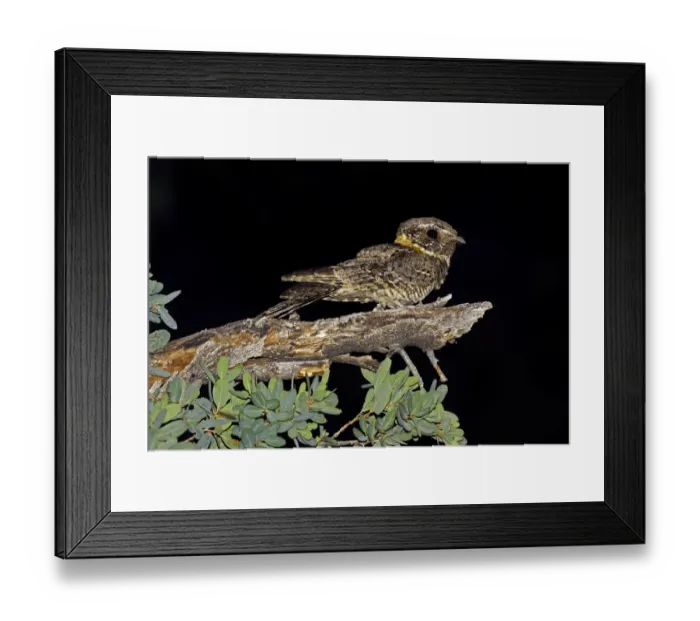Framed Print : Buff-collared Nightjar (Antrostomus ridgwayi), Arizona, USA Framed Print : Buff-collared Nightjar (Antrostomus ridgwayi), Arizona, USA