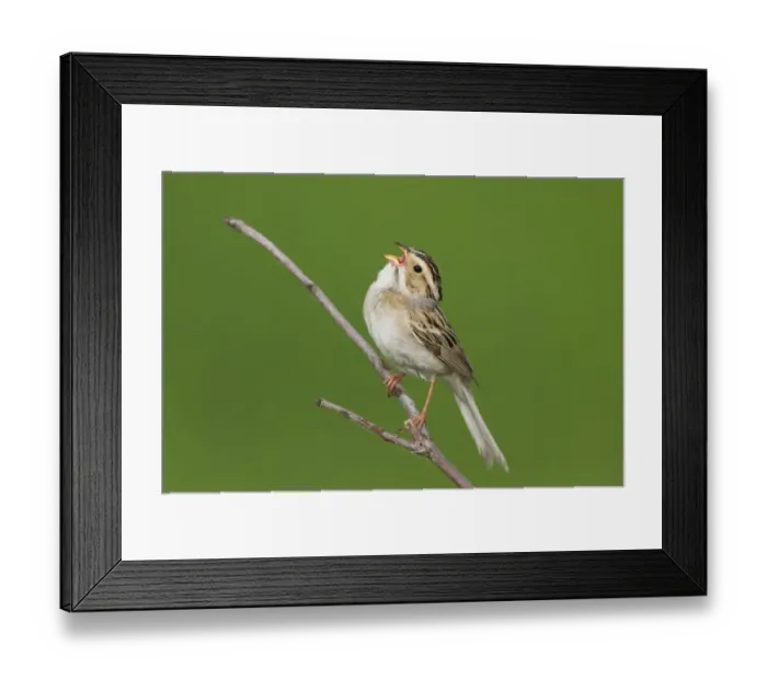 Framed Print : Clay-colored Sparrow (Spizella pallida) singing, Minnesota, USA Framed Print : Clay-colored Sparrow (Spizella pallida) singing, Minnesota, USA