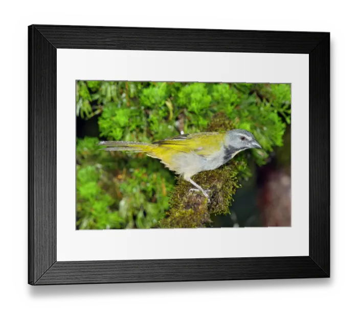 Framed Print : Buff-throated Saltator (Saltator maximus) Puntarenas, Costa Rica Framed Print : Buff-throated Saltator (Saltator maximus) Puntarenas, Costa Rica