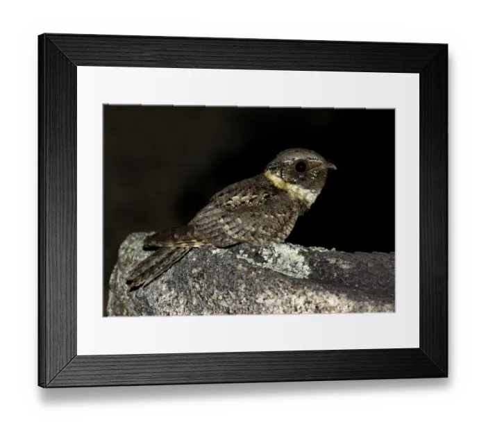 Framed Print : Buff-collared Nightjar (Antrostomus ridgwayi), Arizona, USA Framed Print : Buff-collared Nightjar (Antrostomus ridgwayi), Arizona, USA
