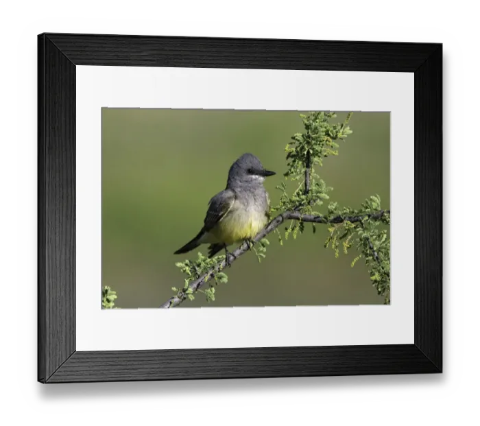 Framed Print : Cassins Kingbird (Tyrannus vociferans), Arizona, USA Framed Print : Cassins Kingbird (Tyrannus vociferans), Arizona, USA