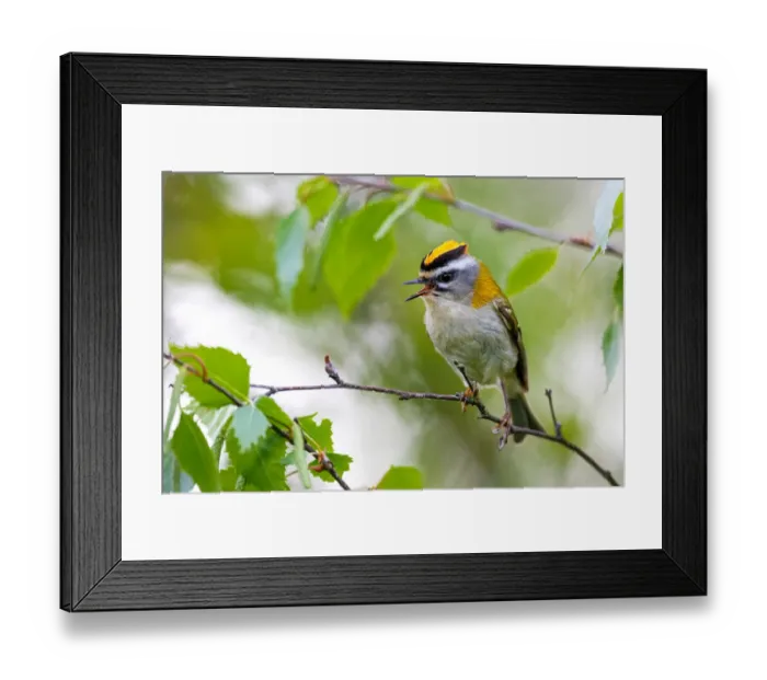 Framed Print : Common Firecrest (Regulus ignicapilla) singing, Asturias, Spain Framed Print : Common Firecrest (Regulus ignicapilla) singing, Asturias, Spain