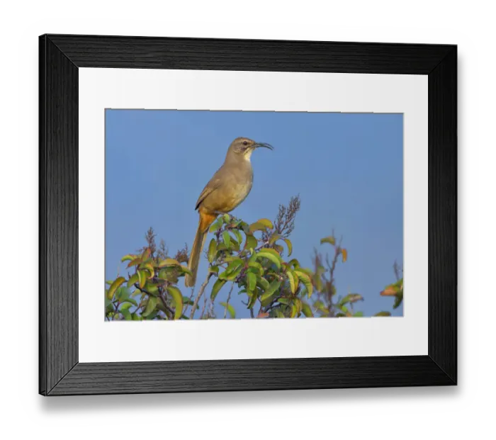 Framed Print : California Thrasher (Toxostoma redivivum), California, USA