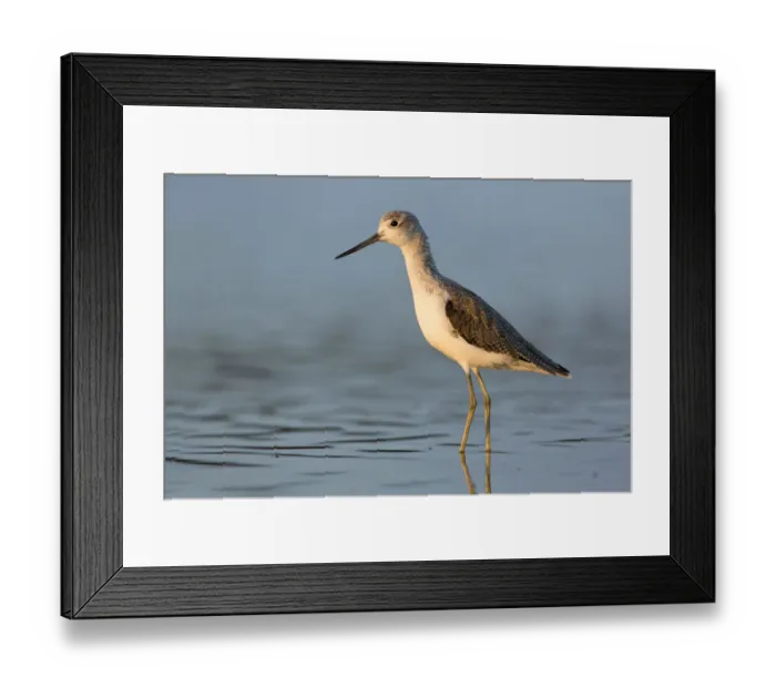 Framed Print : Common Greenshank (Tringa nebularia), Victoria, Australia Framed Print : Common Greenshank (Tringa nebularia), Victoria, Australia
