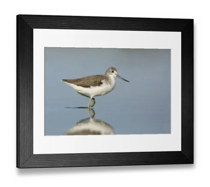 Framed Print : Common Greenshank (Tringa nebularia), Victoria, Australia Framed Print : Common Greenshank (Tringa nebularia), Victoria, Australia