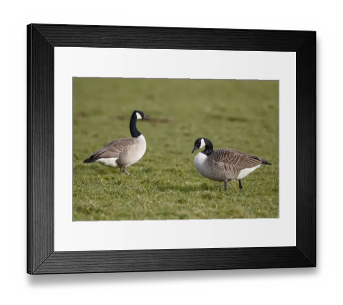 Framed Print : Canada Goose (Branta canadensis), The Netherlands Framed Print : Canada Goose (Branta canadensis), The Netherlands