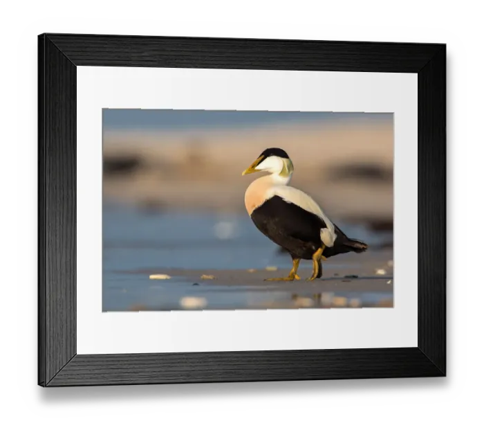 Framed Print : Common Eider (Somateria mollissima) male, Schleswig-Holstein, Germany Framed Print : Common Eider (Somateria mollissima) male, Schleswig-Holstein, Germany