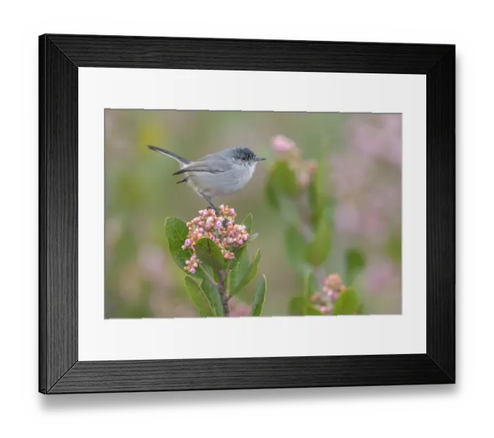 Framed Print : California Gnatcatcher (Polioptila californica) male, California, USA Framed Print : California Gnatcatcher (Polioptila californica) male, California, USA