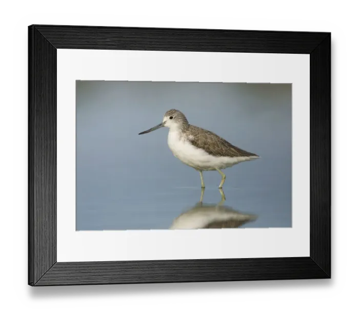 Framed Print : Common Greenshank (Tringa nebularia), Victoria, Australia Framed Print : Common Greenshank (Tringa nebularia), Victoria, Australia