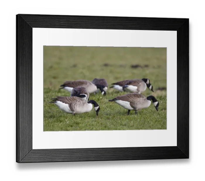 Framed Print : Canada Goose (Branta canadensis) flock foraging, The Netherlands Framed Print : Canada Goose (Branta canadensis) flock foraging, The Netherlands