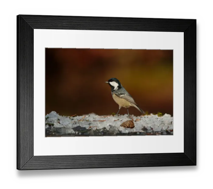 Framed Print : Coal Tit (Periparus ater), Utrecht, The Netherlands Framed Print : Coal Tit (Periparus ater), Utrecht, The Netherlands