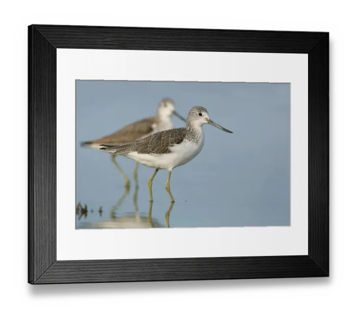 Framed Print : Common Greenshank (Tringa nebularia), Victoria, Australia Framed Print : Common Greenshank (Tringa nebularia), Victoria, Australia