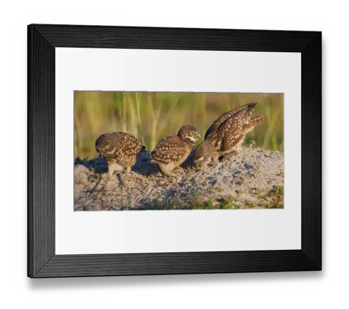 Framed Print : Burrowing Owl (Athene cunicularia) with juvenile, Florida, USA Framed Print : Burrowing Owl (Athene cunicularia) with juvenile, Florida, USA