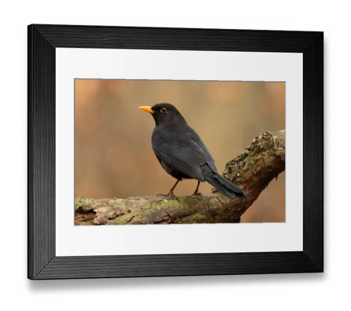Framed Print : Common Blackbird (Turdus merula) male, Utrecht, The Netherlands Framed Print : Common Blackbird (Turdus merula) male, Utrecht, The Netherlands