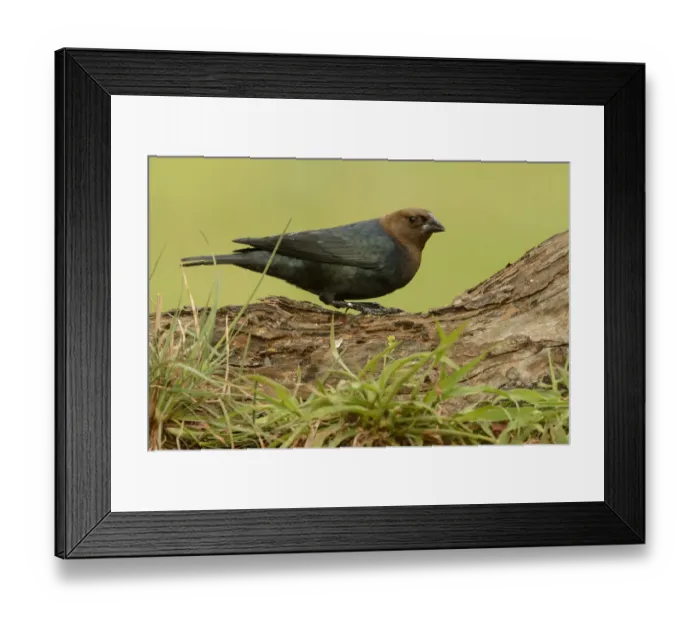 Framed Print : Brown-headed Cowbird (Molothrus ater) male, Texas, USA Framed Print : Brown-headed Cowbird (Molothrus ater) male, Texas, USA