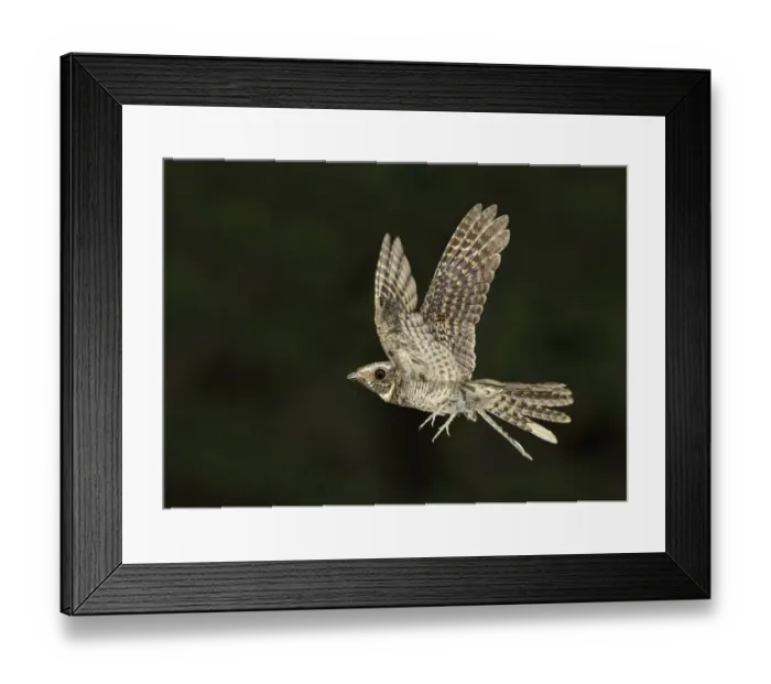 Framed Print : Buff-collared Nightjar (Antrostomus ridgwayi) flying, Arizona, USA Framed Print : Buff-collared Nightjar (Antrostomus ridgwayi) flying, Arizona, USA