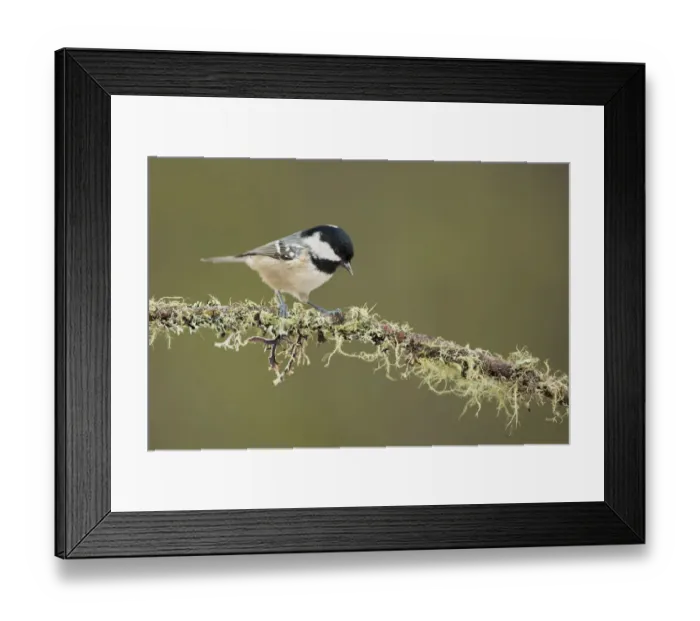 Framed Print : Coal Tit (Periparus ater) perched on lichen branch, Grisons, Switzerland Framed Print : Coal Tit (Periparus ater) perched on lichen branch, Grisons, Switzerland