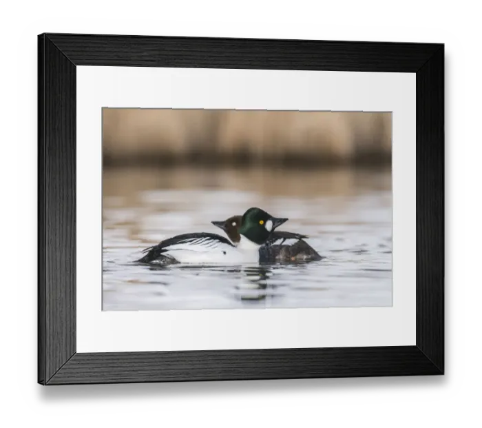 Framed Print : Common Goldeneye (Bucephala clangula) pair, Grisons, Switzerland Framed Print : Common Goldeneye (Bucephala clangula) pair, Grisons, Switzerland